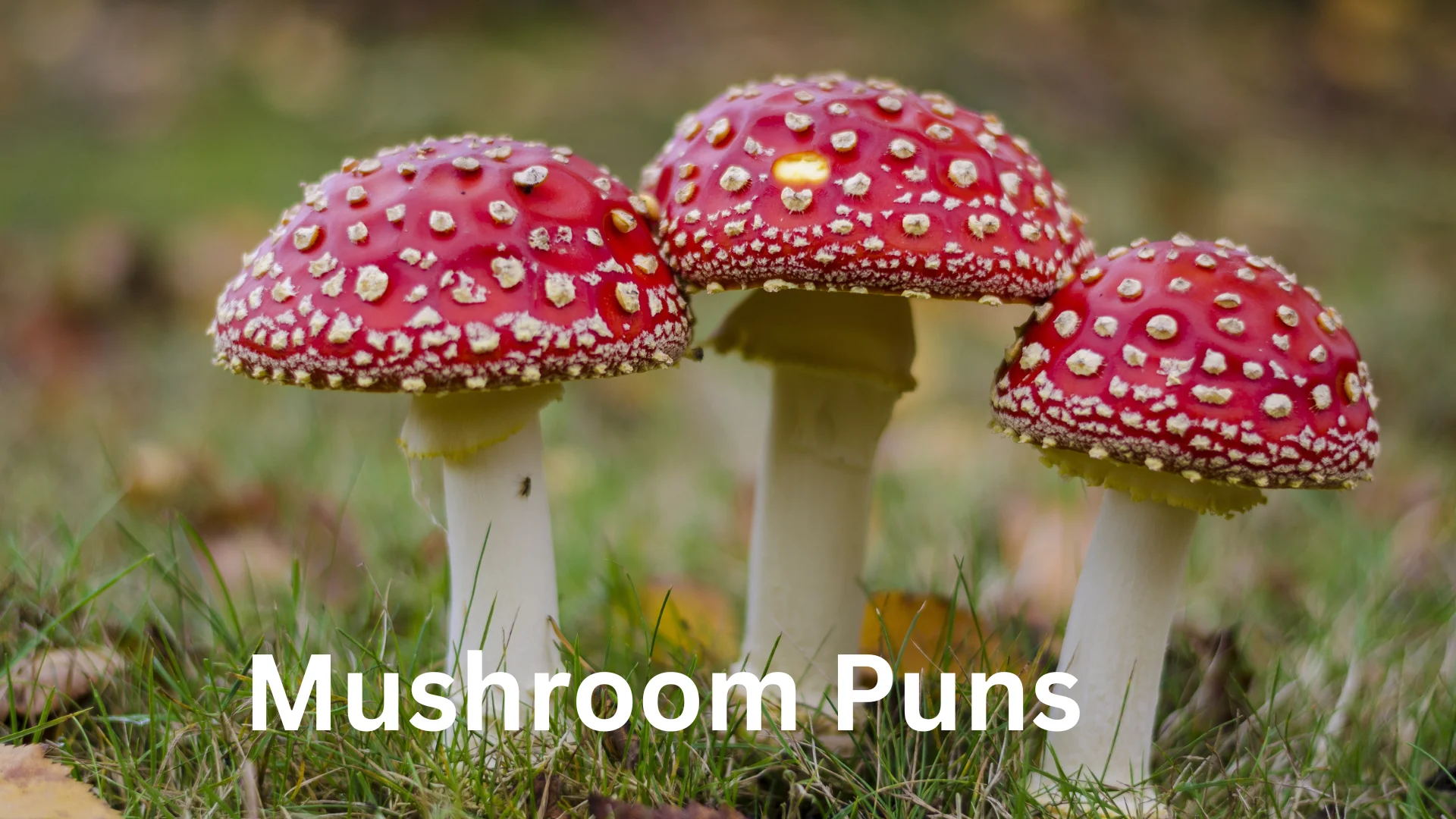 Mushroom Puns